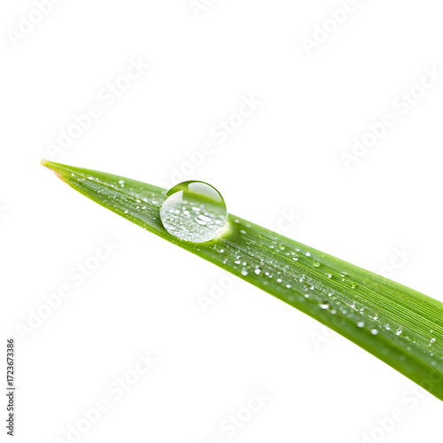 Macro Nature Image of Dew Drop on Green Grass Blade - Fresh and Serene