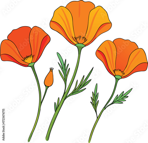 California poppies with bud illustration california poppy