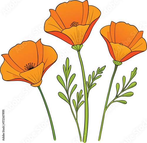 Three orange California poppies with green leaves California poppy