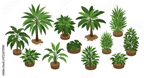 Set of isometric tropical plants in pots on white background
