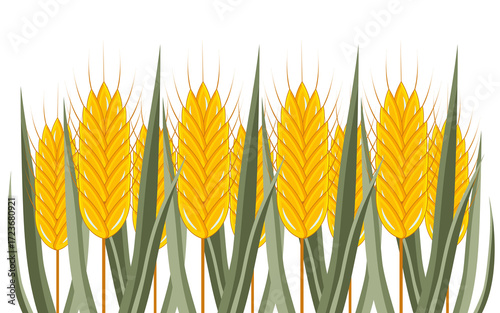 Ears of ripe wheat with green leaves isolated on white background. 