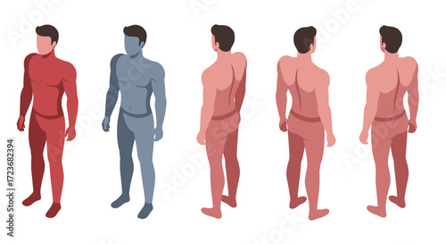 Isometric human body anatomy in multiple poses and color variations