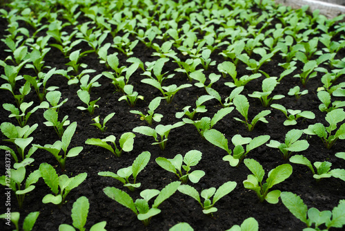 Growing red radish in a greenhouse. Germination of young red radishes in the garden. Rows of green plants.   