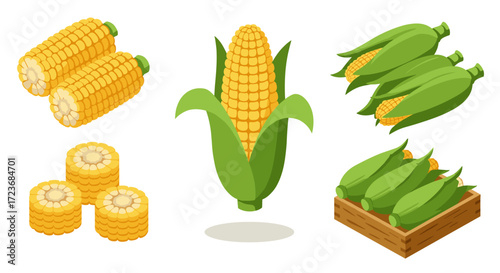 Fresh corn collection with husk and cobs in colorful isometric style