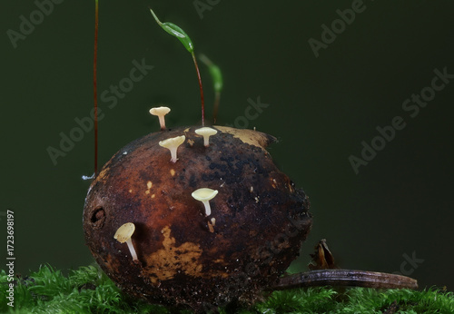 Wild forest mushroom close up photography low angle