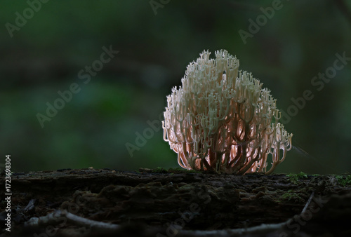 Wild forest mushroom close up photography low angle