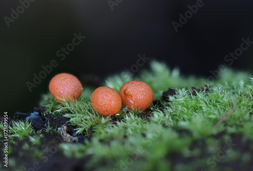 Wild forest mushroom close up photography low angle