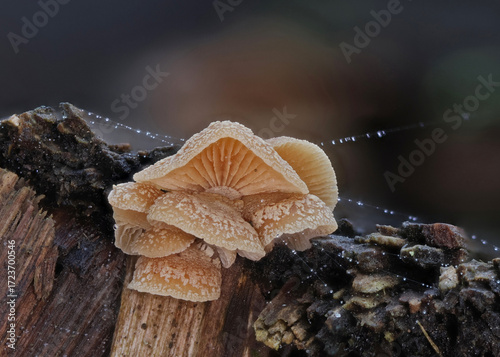 Wild forest mushroom close up photography low angle
