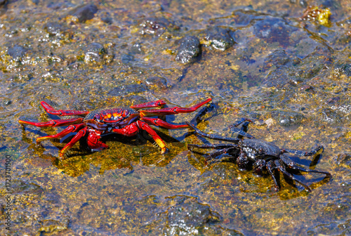 Red Rock Crab and Dark Crab on Volcanic Shore, Tenerife