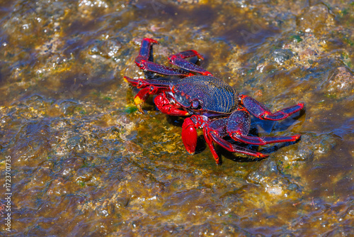 Vibrant Red Rock Crab on Coastal Rocks, Canary Islands