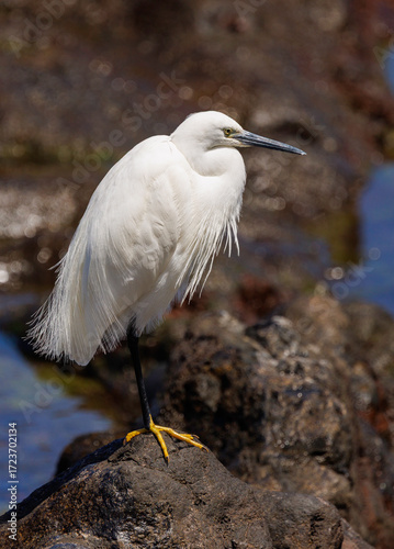 Graceful Little Egret on Tenerife Coast
