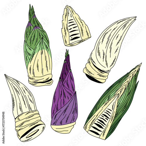 Set of raw bamboo shoots for food in doodle style, white flesh green and purple leaves with cut