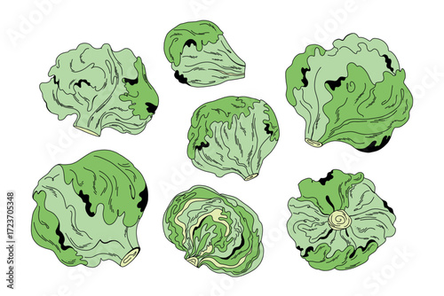 Large collection of colorful green head of white cabbage for design and decoration