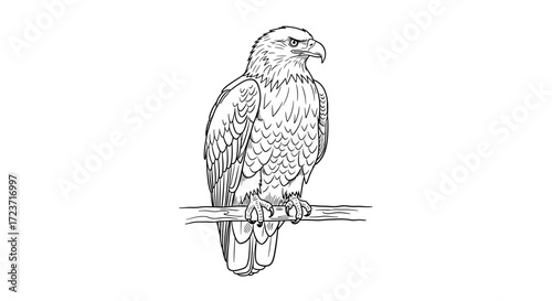 Majestic Bald Eagle Illustration Perched on Branch with Detailed Line Work