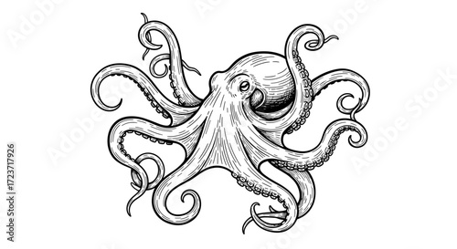 Striking black and white octopus illustration with intricate details.