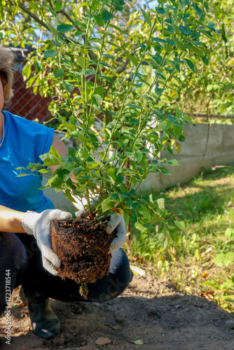 A woman holds a blueberry bush ready for planting