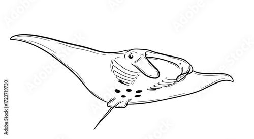 Elegant Manta Ray Illustration on White Background for Design Purposes