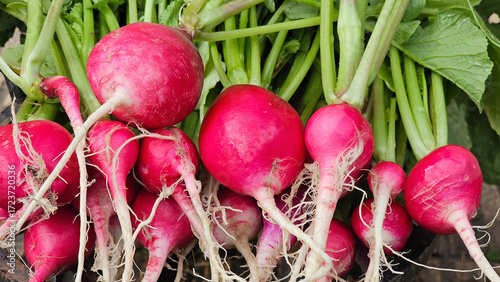 Cosecha de rabanitos de la huerta.
