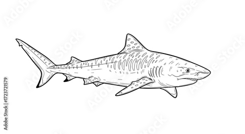 Isolated graphic shark artwork showing an apex predator in detail