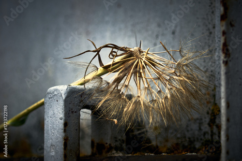 A plucked dandelion lies on the metal surface of the gate, photographed in close-up, still life with a dandelion