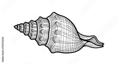 Elegant Seashell Illustration with Intricate Lines on Clean White Background