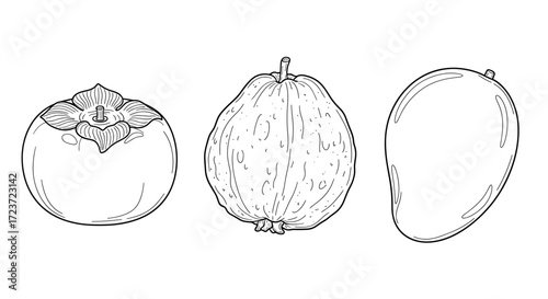 Sketchy Fruits: An Illustration of Persimmon, Guava, and Mango