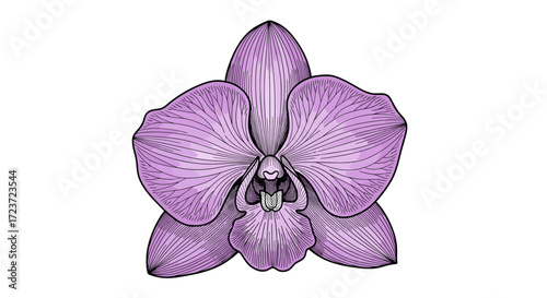 Delicate orchid illustration with intricate line work and soft violet hues