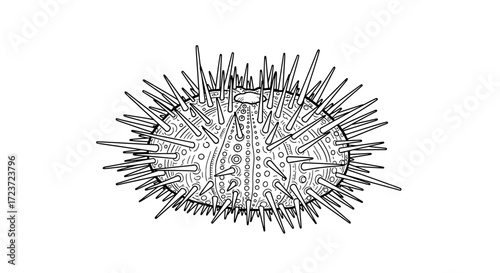 Detailed black and white illustration of a sea urchin