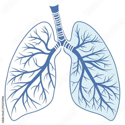 Illustration of human lungs with bronchioles