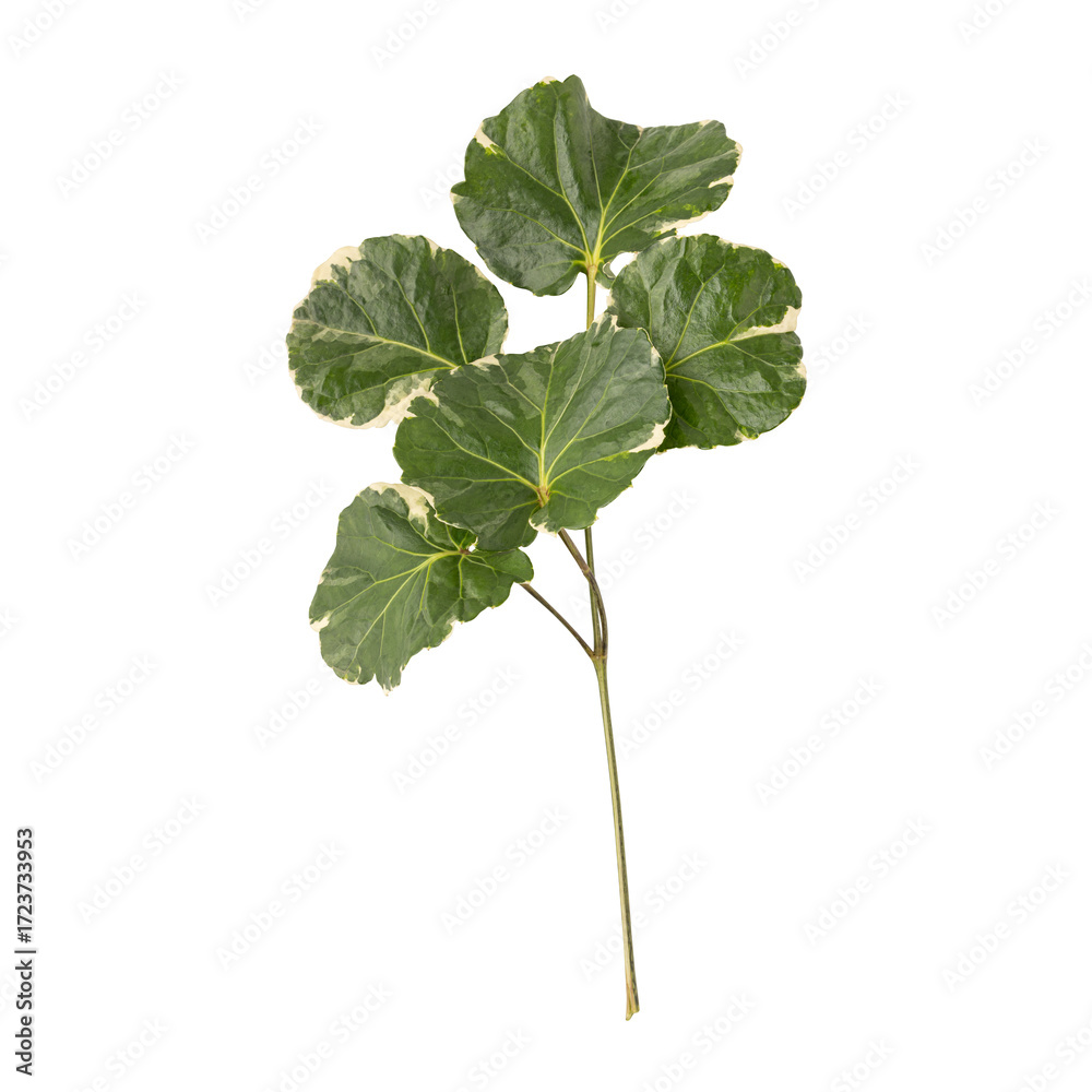 Naklejka premium Fresh green shield aralia or polyscias scutellaria leaves branch isolated on transparent background