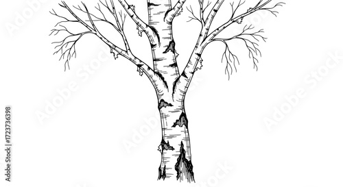 Graphic Birch Tree Illustration with Bare Branches on a White Background
