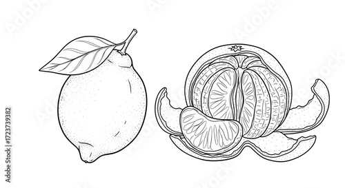 Line Art of Lemon and Mandarin Orange, Citrus Fruit Illustration