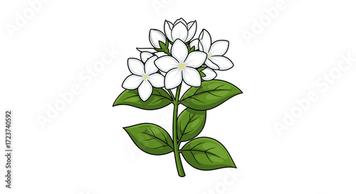 Elegant Jasmine Flower Illustration with Lush Green Leaves on White