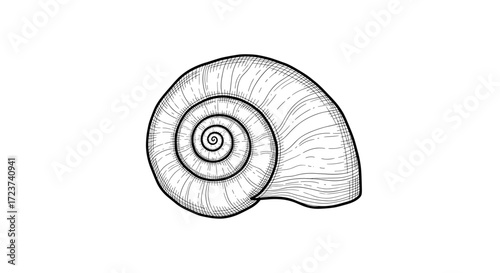 Detailed monochrome line art illustration of a nautilus shell on white.