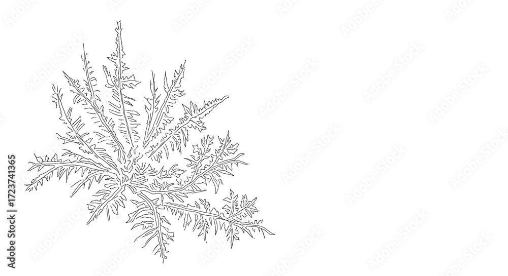 Fototapeta premium Graphic Thistle Illustration: Line Art for Botanical Projects and Designs