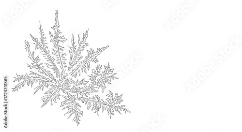 Graphic Thistle Illustration: Line Art for Botanical Projects and Designs