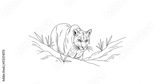 Striking Puma Portrait: An Intricate Black and White Sketch