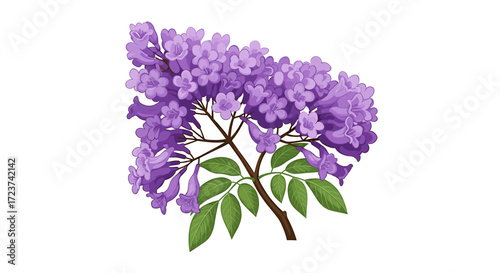 Graceful jacaranda branch blossoming with delicate purple flowers in detailed illustration.
