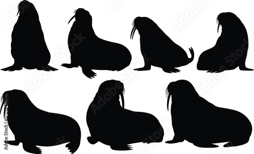 Collection of walrus animal silhouettes, arctic wildlife vector set, marine mammal illustrations, flat black walrus graphic isolated on white