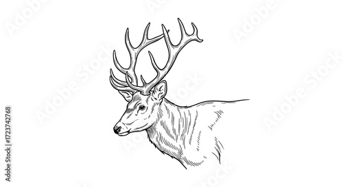 Striking Deer Portrait: Detailed Black and White Illustration with Antlers