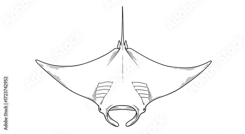 Detailed Line Art Depicting a Graceful Manta Ray Silhouette