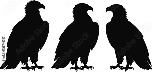 Set of three eagle bird silhouettes, an illustration of a black falcon or hawk on a white background, flat vector
