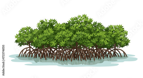 Mangrove Trees with Aerial Roots in Shallow Water Illustration.