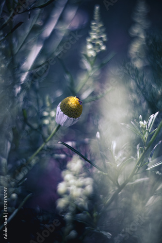 Tiny chamomile in the garden
