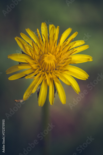Yellow dandelion in the garden