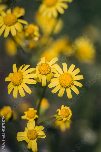 yellow flowers