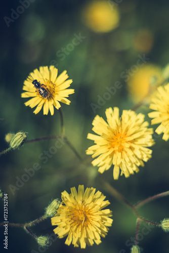 yellow dandelion flower