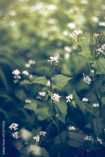 flowers in the garden 