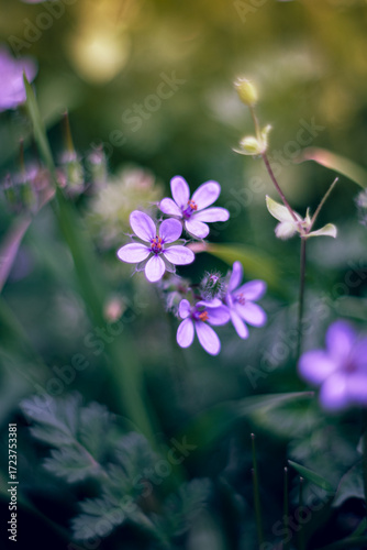 purple flowers in the garden
