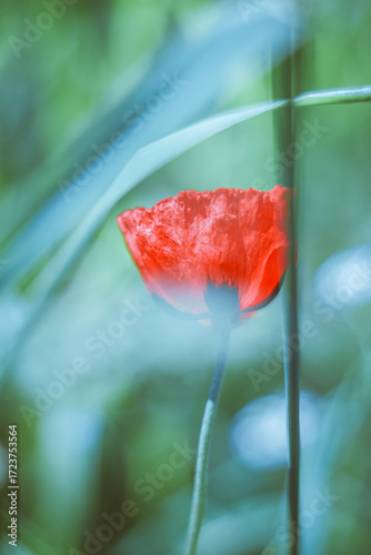 red poppy flower